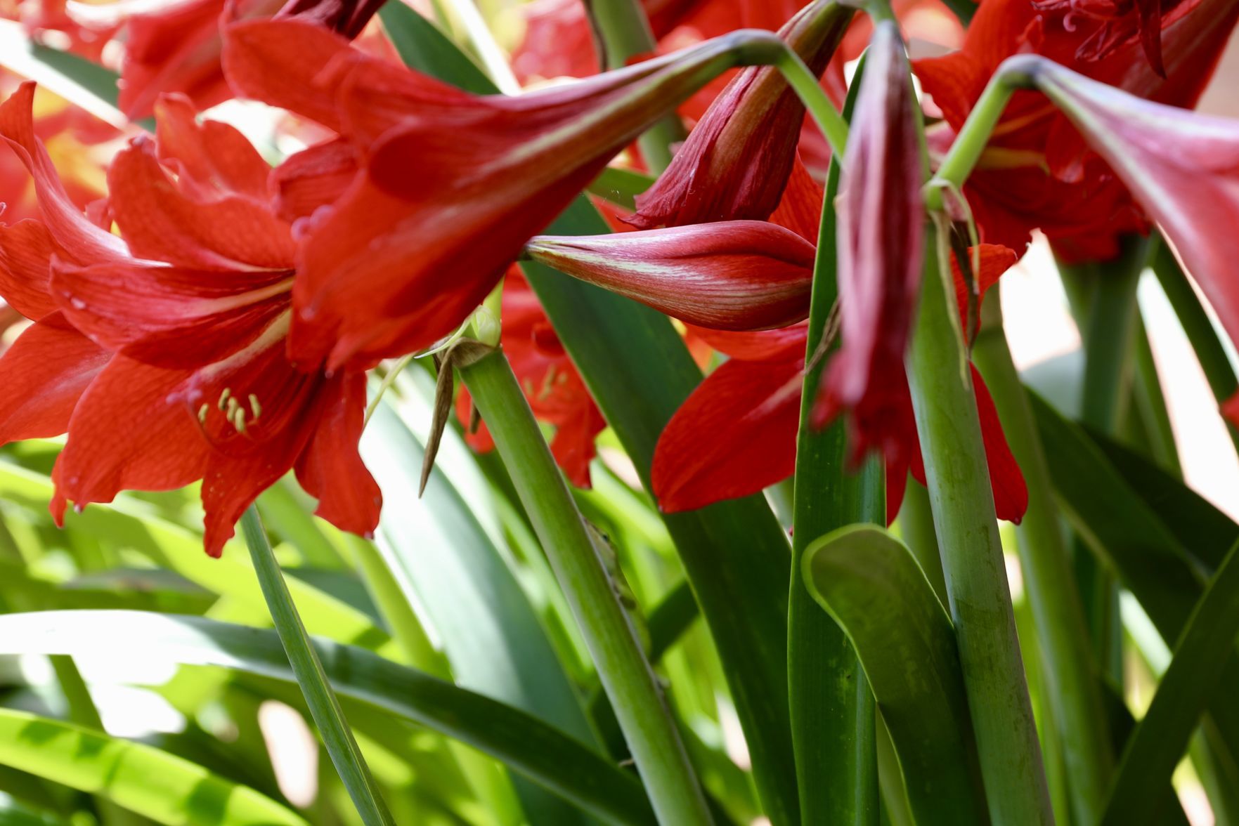 Amaryllis Bloom